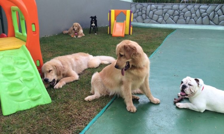 Tratador de Cães - R$ 1.300,00 - rio de janeiro